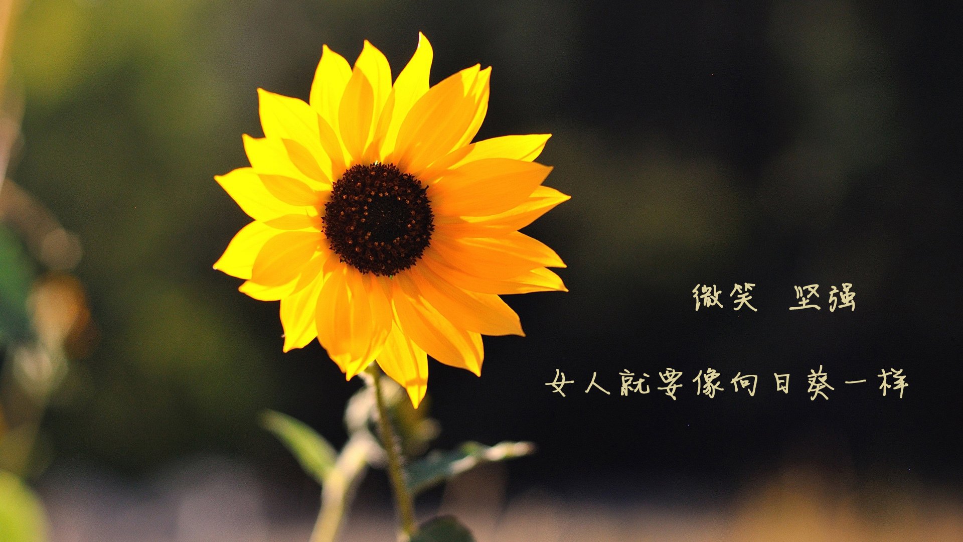 九游娱乐官方-成年人足球联赛激战正酣,全民运动热潮,成人足球标准尺寸