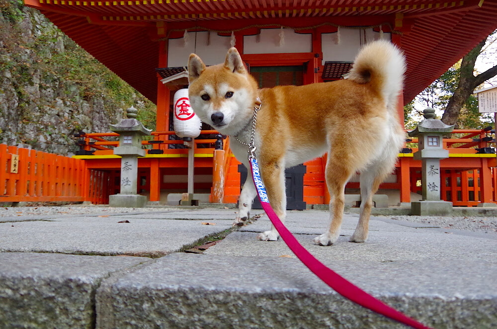 九游官网入口活动-新西兰全黑队通过细腻的战术,快速占领比赛主导地位,新西兰黑色